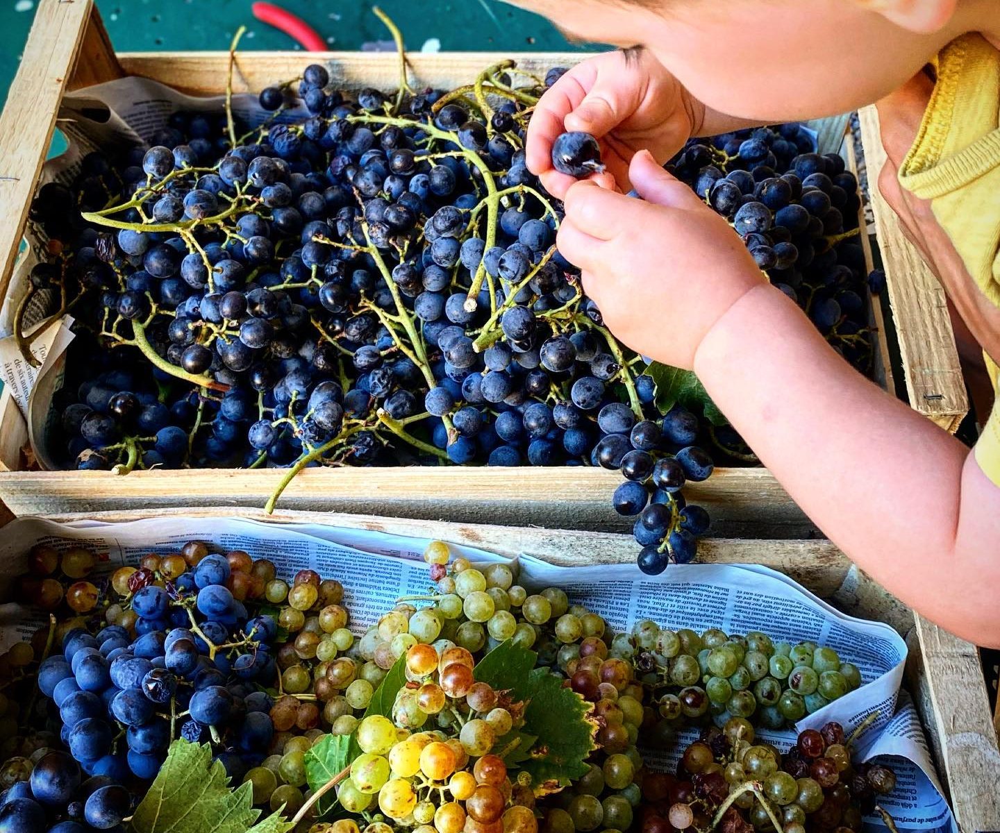 VENDANGES chez Famille Fabre