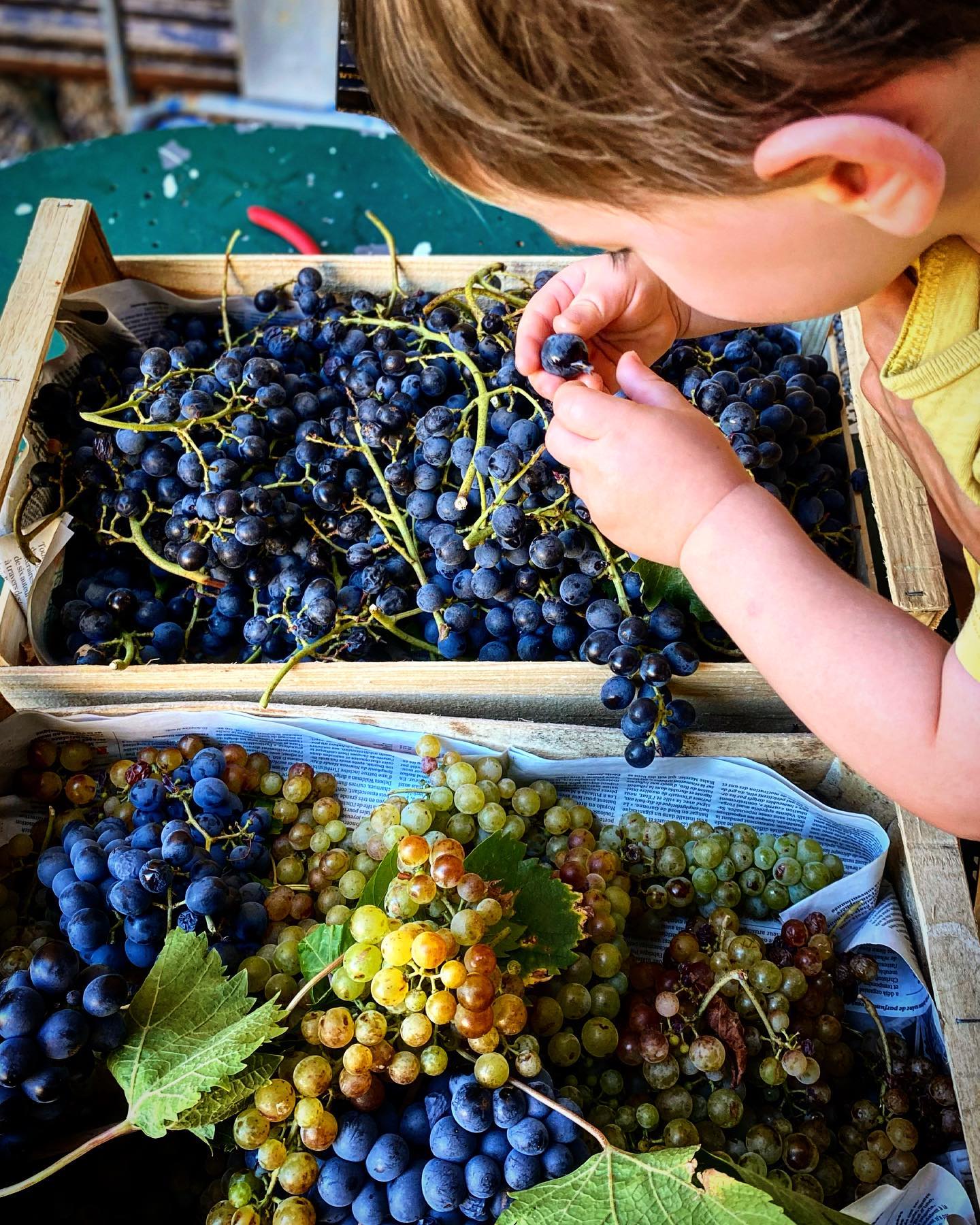VENDANGES chez Famille Fabre